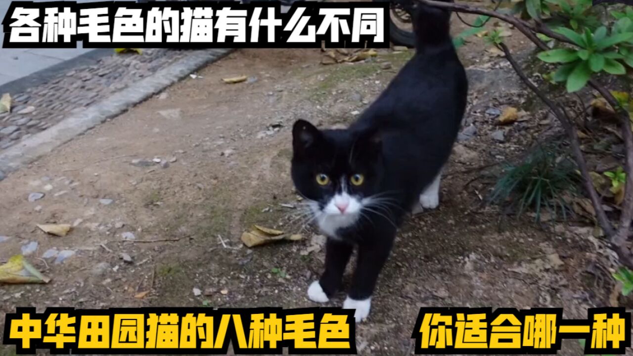 中华田园猫的八种毛色,你适合哪一种?各种毛色的猫有什么不同?喵喵课代表