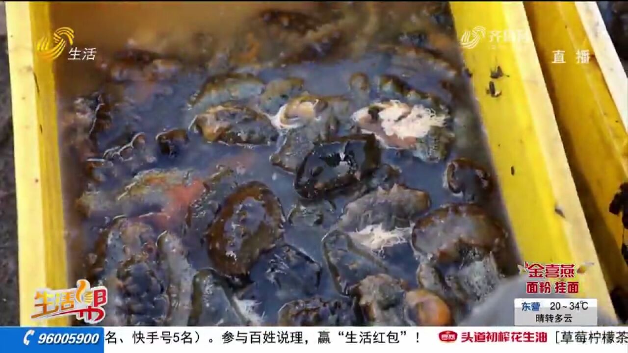 即墨:3万余亩海参迎丰收,捕捞包装忙不停,个头大肉质紧实饱满