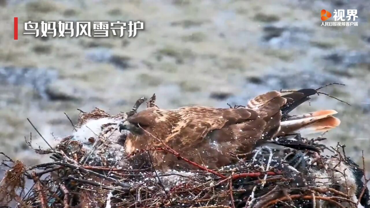 爱意满满!风雪中鸟妈妈鸟爸爸接力守护鸟宝宝