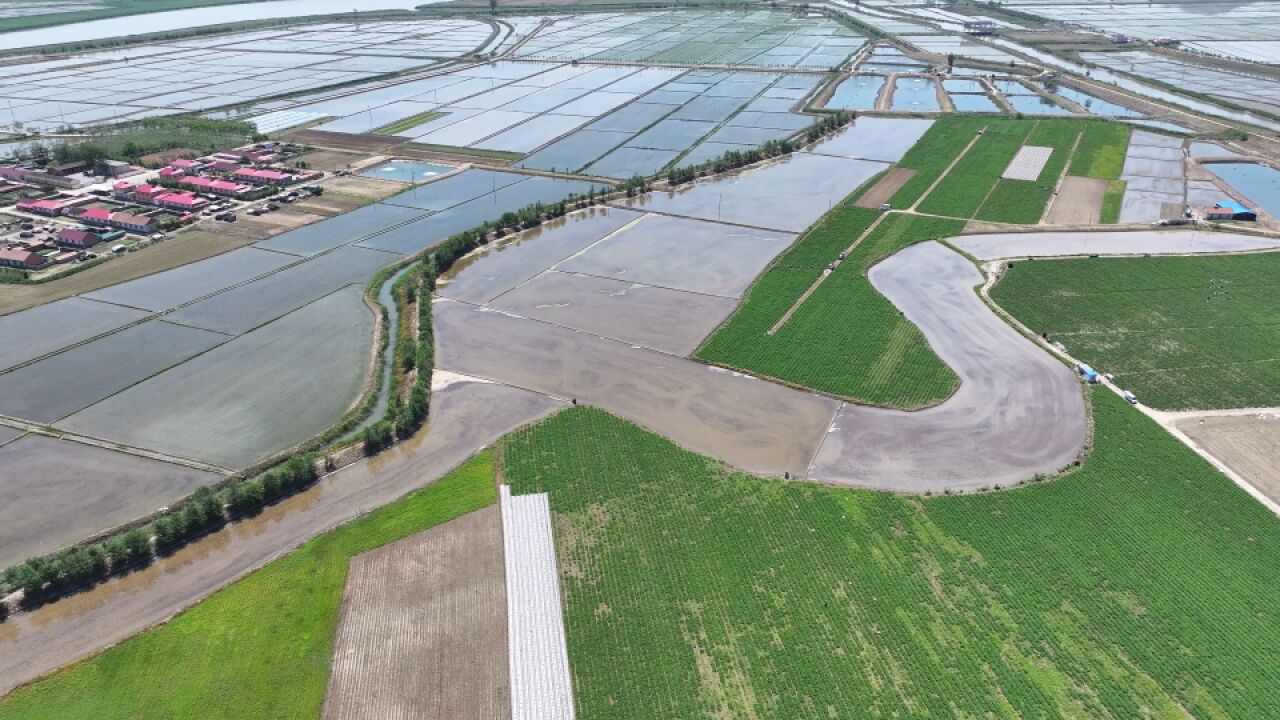 只知丹东浑江大湾不知小甸子大湾?东港“陆地”草莓主要在这里