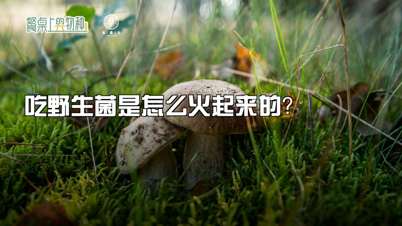 云南又到菌子季,吃野菜野生菌在中国是怎么火起来的?