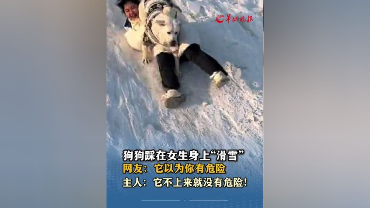 狗狗踩在女生身上“滑雪” 网友:它以为你有危险,主人:它不上来就没有危险!