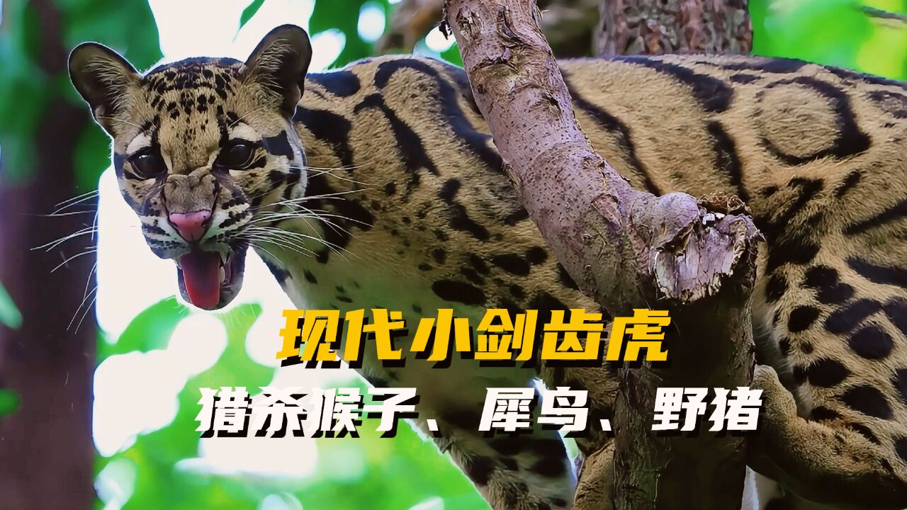 现代小剑齿虎:云豹狩猎进行时