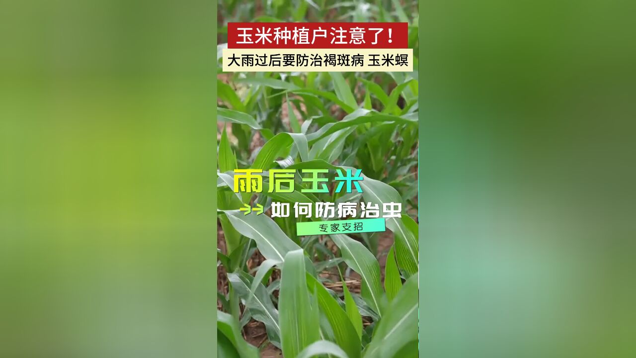 玉米种植户注意了!大雨过后要防治褐斑病 玉米螟