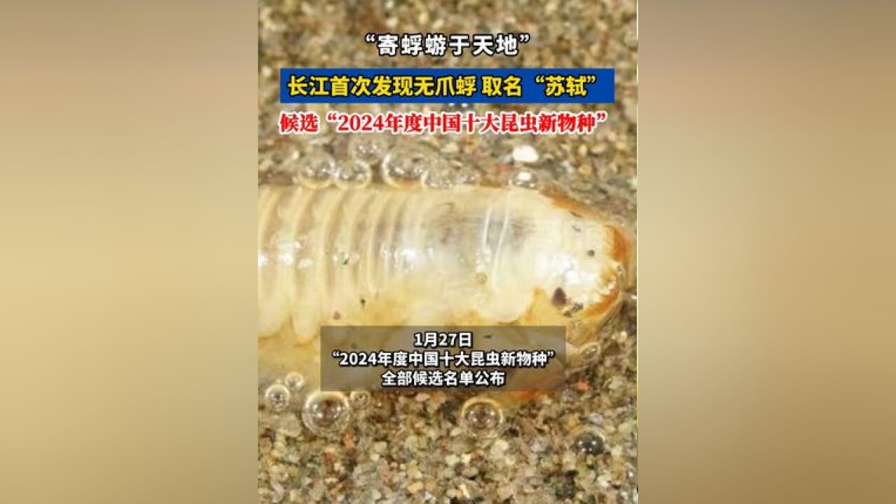 长江首次发现无爪蜉!“寄蜉蝣于天地”,新物种取名“苏轼”