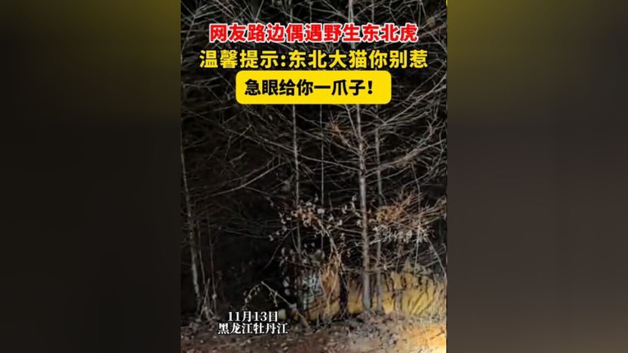 网友路边偶遇野生东北虎 温馨提示:东北大猫你别惹,急眼给你一爪子!