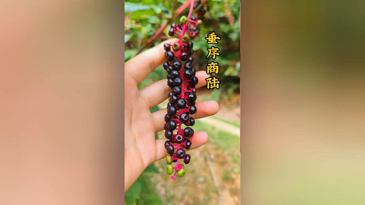 家长们一定要认识的垂序商陆 商陆是多年生草本植物,植株粗壮,果子成熟后像小葡萄一样