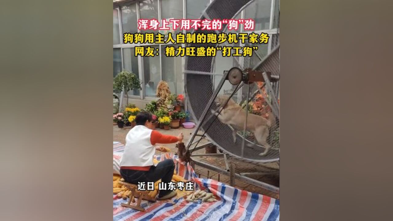 浑身上下用不完的“狗”劲 狗狗用主人自制的跑步机干家务,网友:精力旺盛的“打工狗”!