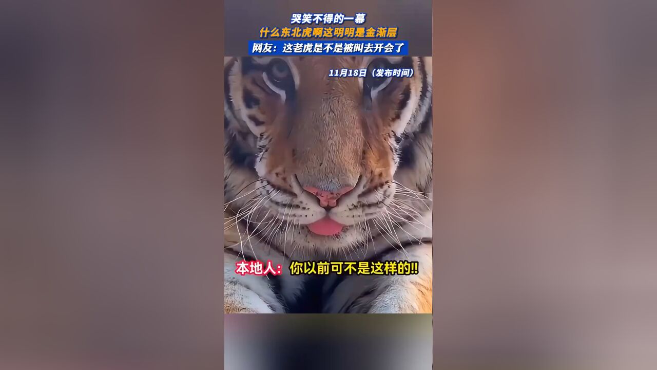 哭笑不得的一幕,什么东北虎啊这明明是金渐层