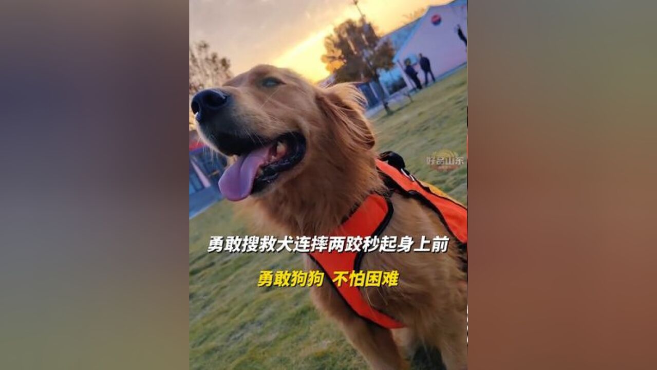 勇敢搜救犬连摔两跤秒起身上前 上一秒呆萌可爱,下一秒帅气逼人 “毛孩子”化身勇敢狗狗,不怕困难!#搜救犬 #勇敢狗狗不怕困难