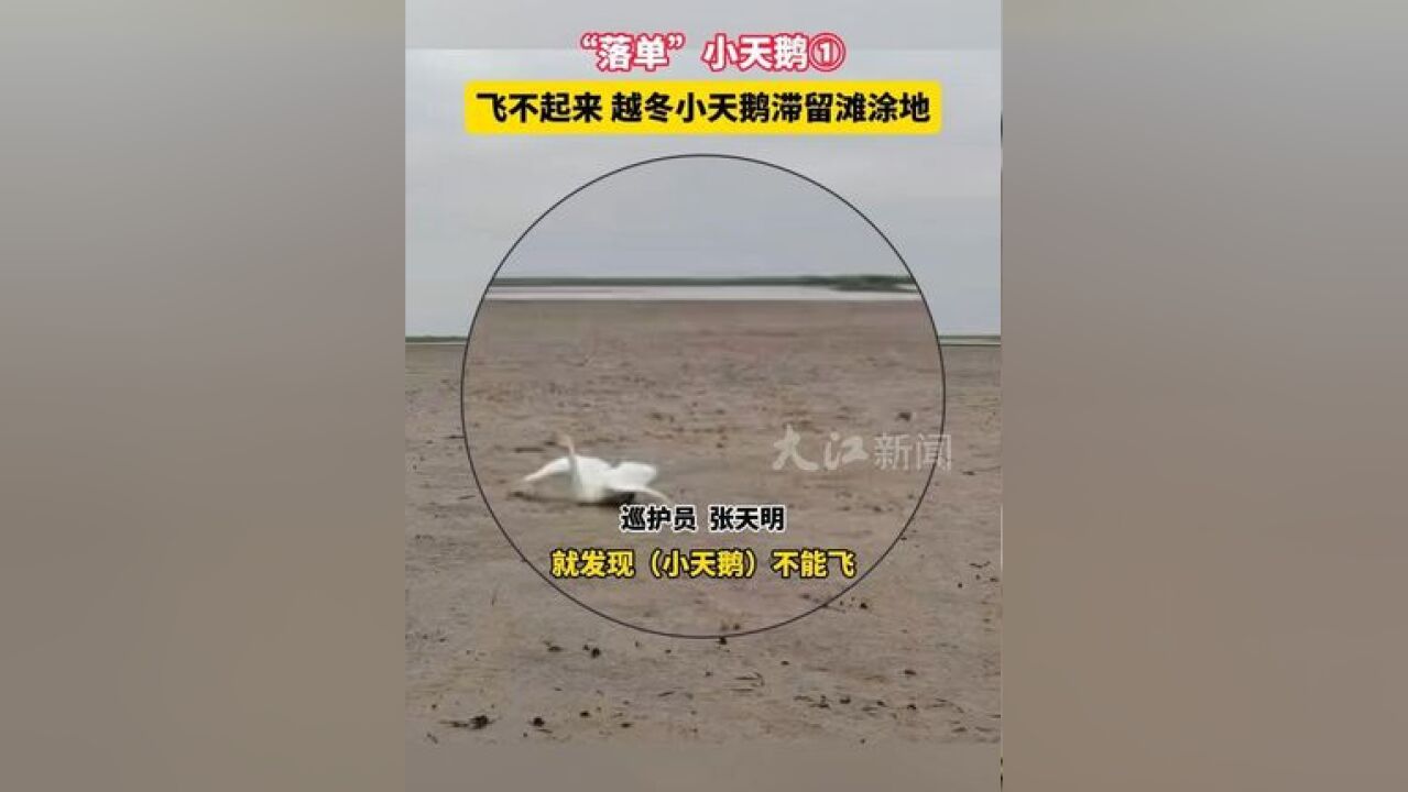 “落单”小天鹅① |飞不起来 越冬小天鹅滞留滩涂地