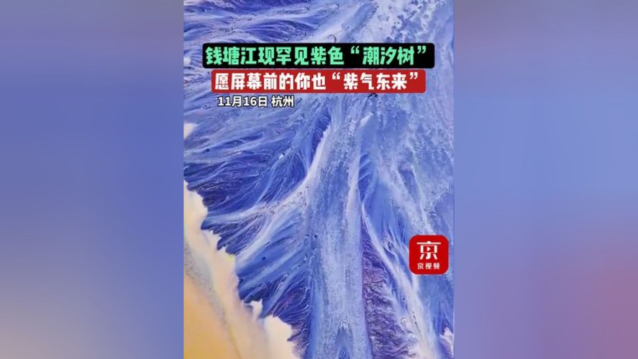 钱塘江现罕见紫色“潮汐树”,愿屏幕前的你也“紫气东来”