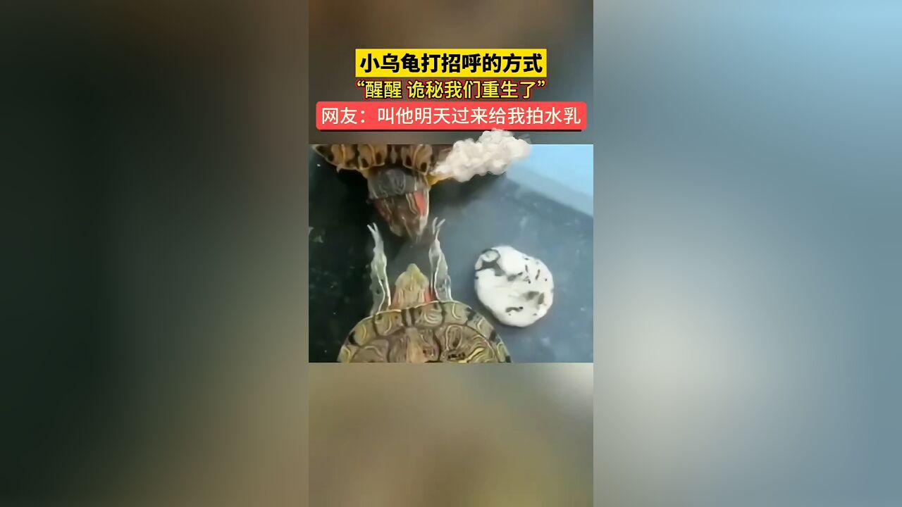 小乌龟打招呼的方式,“醒醒 诡秘我们重生了”