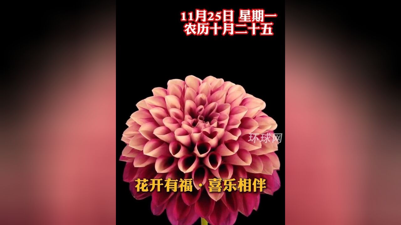 花开有福,喜乐相伴,今天是农历十月二十五,新的一周,愿您和家人财源滚滚,六六大顺