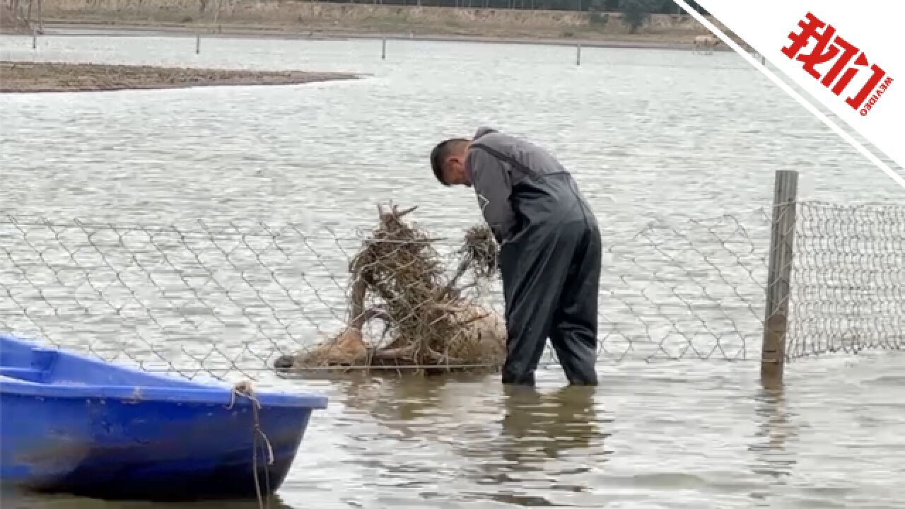 现场:麋鹿角上缠满尼龙绳被困湖中 巡护员将其麻醉后助其脱困