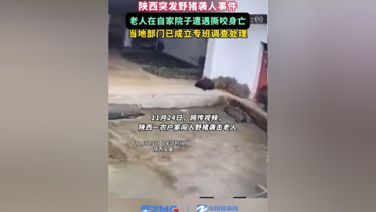 陕西突发野猪袭人事件,老人在自家院子遭遇撕咬身亡,当地部门已成立专班调查处理