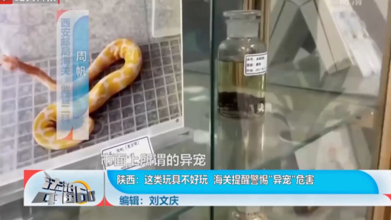 这类玩具不好玩,海关提醒警惕“异宠”危害