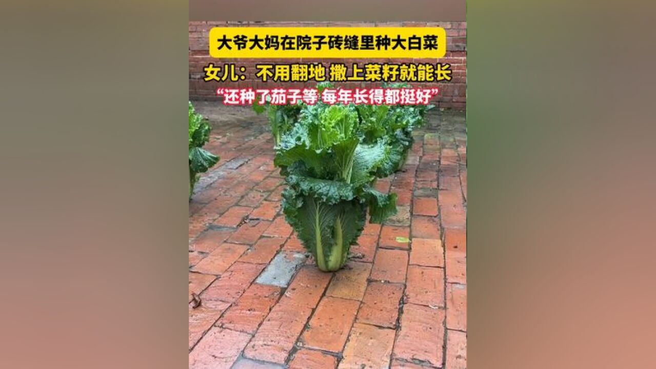 11月25日河北,大爷大妈在院子砖缝里种大白菜,女儿:不用翻地 撒上菜籽就能长,“还种了茄子等 每年长得都挺好”