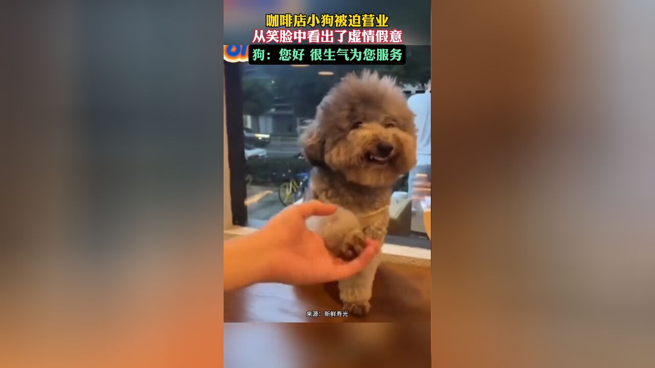 狗:您好,很生气为您服务