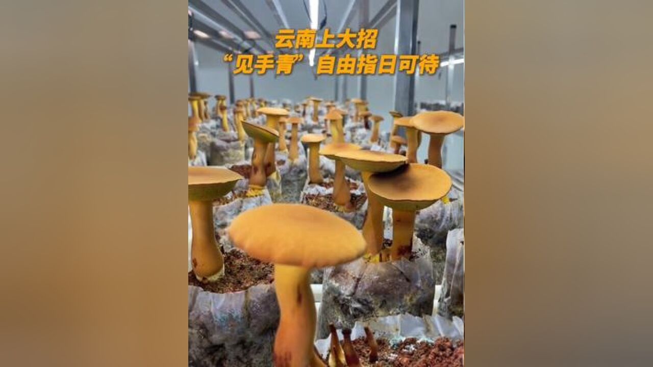 云南上大招!“见手青”自由指日可待!安全提醒:需炒熟后再食用!