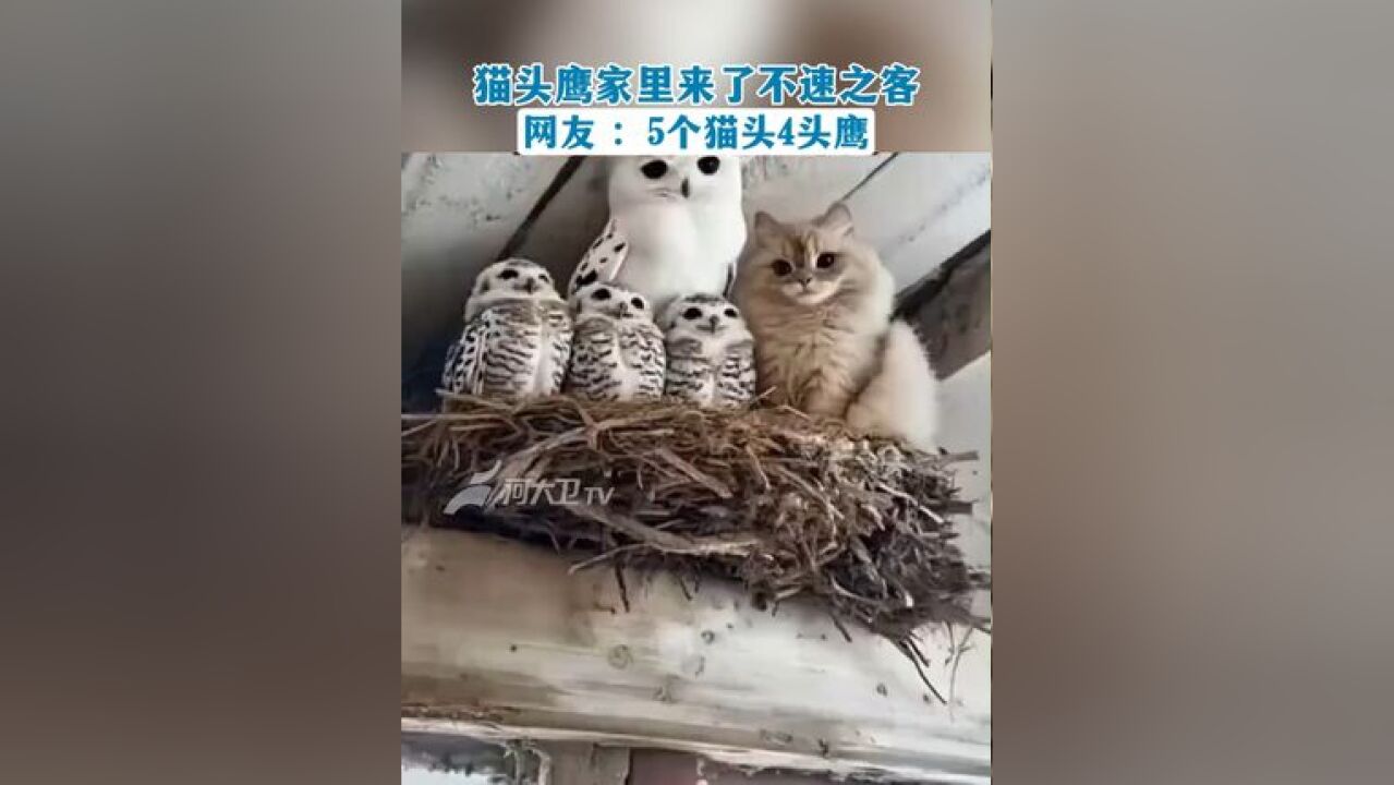 猫头鹰家里来了不速之客,网友 :5个猫头4头鹰