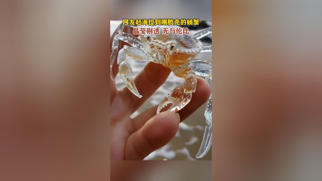 网友赶海捡到刚脱壳的螃蟹,晶莹剔透,无与伦比