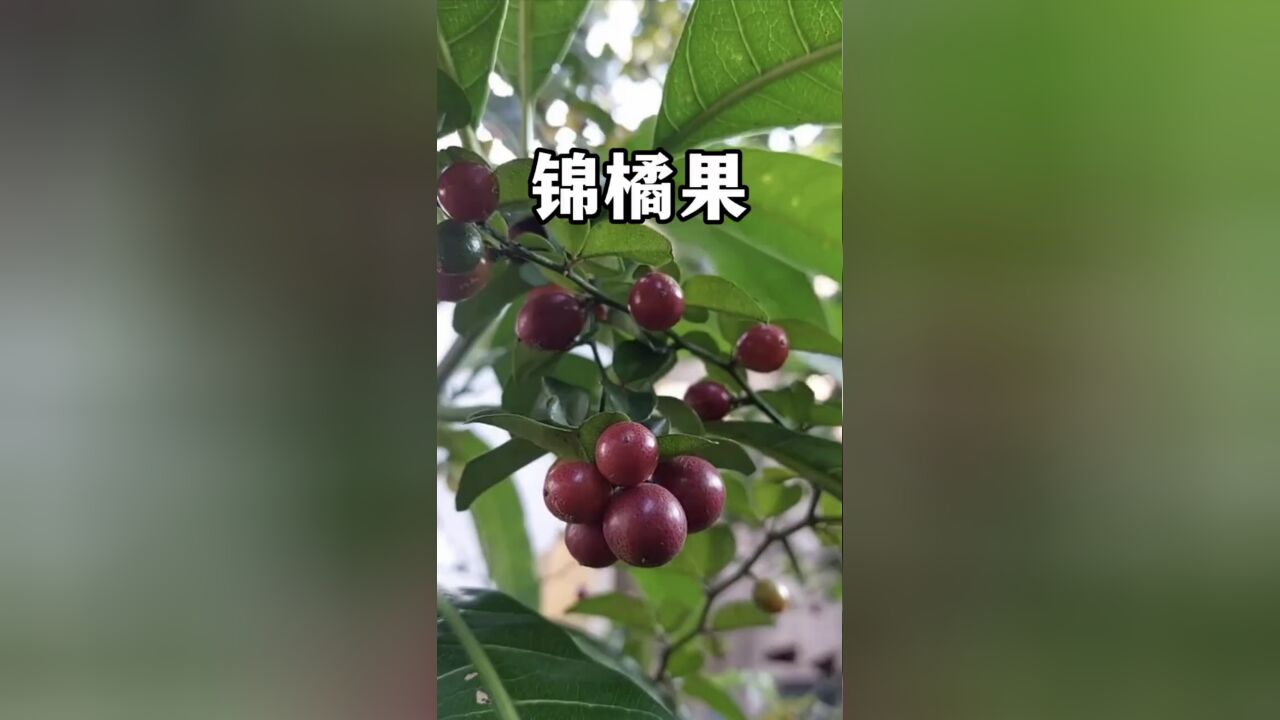 长得像樱桃却是柑橘类水果的表亲,来自东南亚的锦橘果