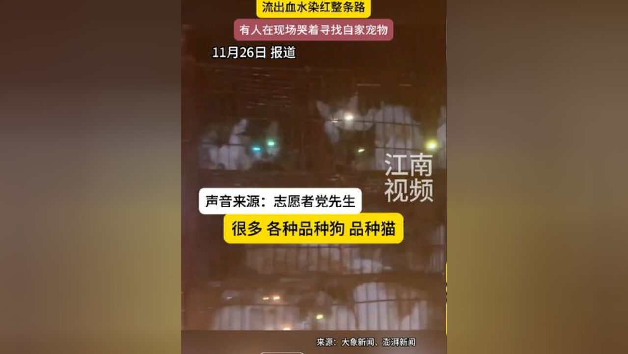 志愿者截获满载数千只猫狗大货车,流出血水染红整条路,有人在现场哭着寻找自家宠物