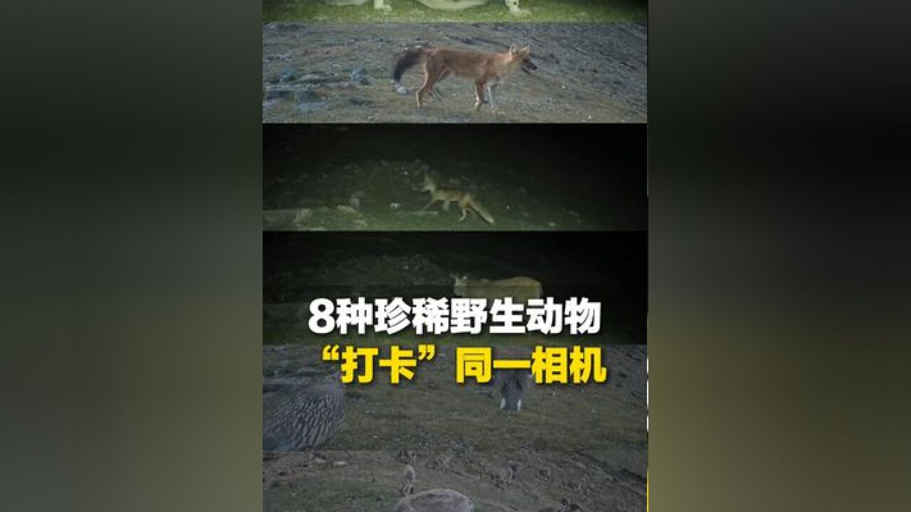 祁连山一台红外相机捕捉到8种珍惜野生动物,雪豹、豺、猞狸、白唇鹿、棕熊……散步 觅食 挠痒痒 各忙各的