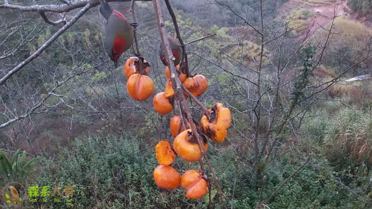 冬天食物稀少,送上柿子,红翅薮鹛、灰头鸫、大拟啄木鸟都来了