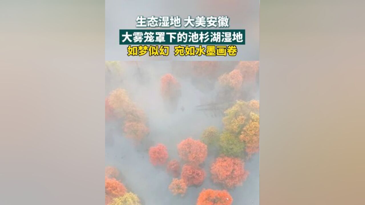 大雾笼罩下的池杉湖湿地 如梦似幻 宛如水墨画卷