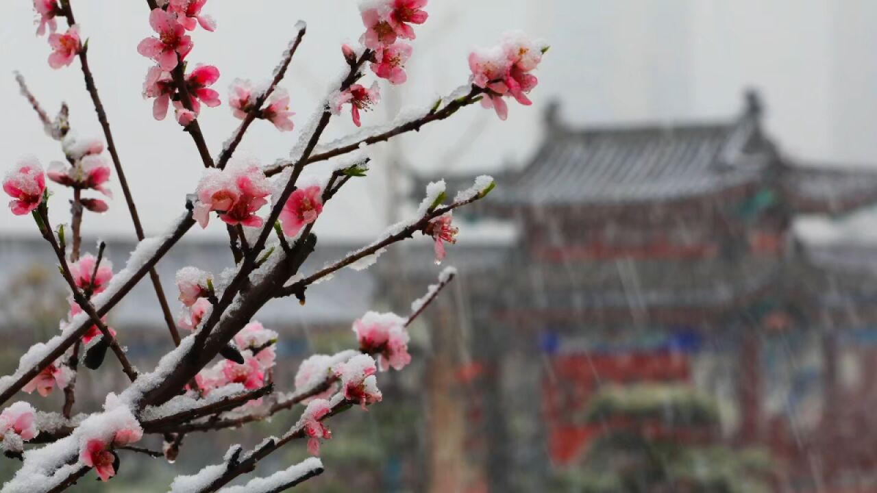 下雪了!倒春寒,绿城郑州突降雨雪