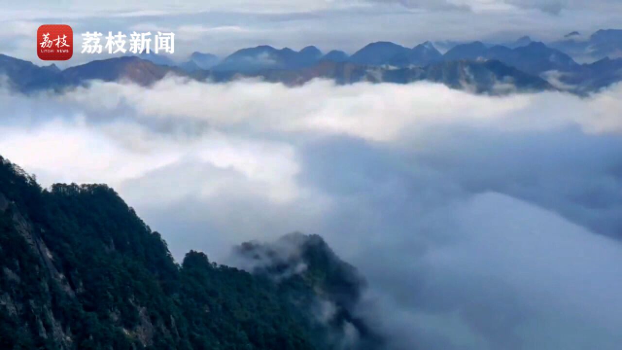 若隐若现!雨后莽山云海茫茫与奇峰古松构成壮美山水画卷