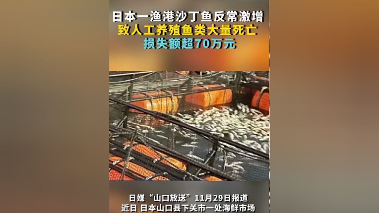 日本一渔港沙丁鱼反常激增 致人工养殖鱼类大量死亡 损失额超70万元