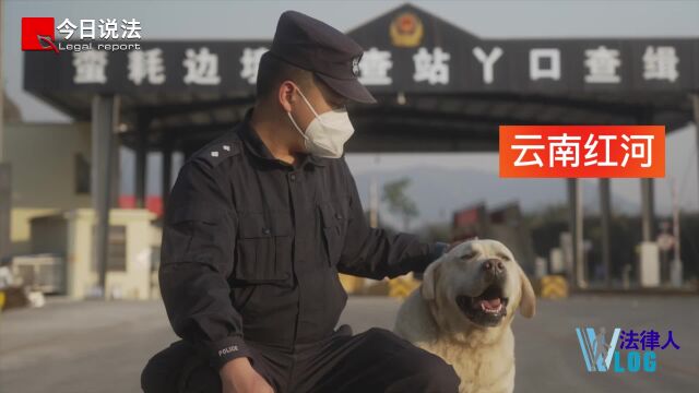 冷知识!警犬为何不能随便改名字?