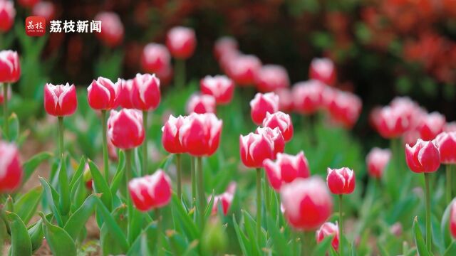 “郁”见美好!镇江圌山20万株郁金香花海浪漫出圈