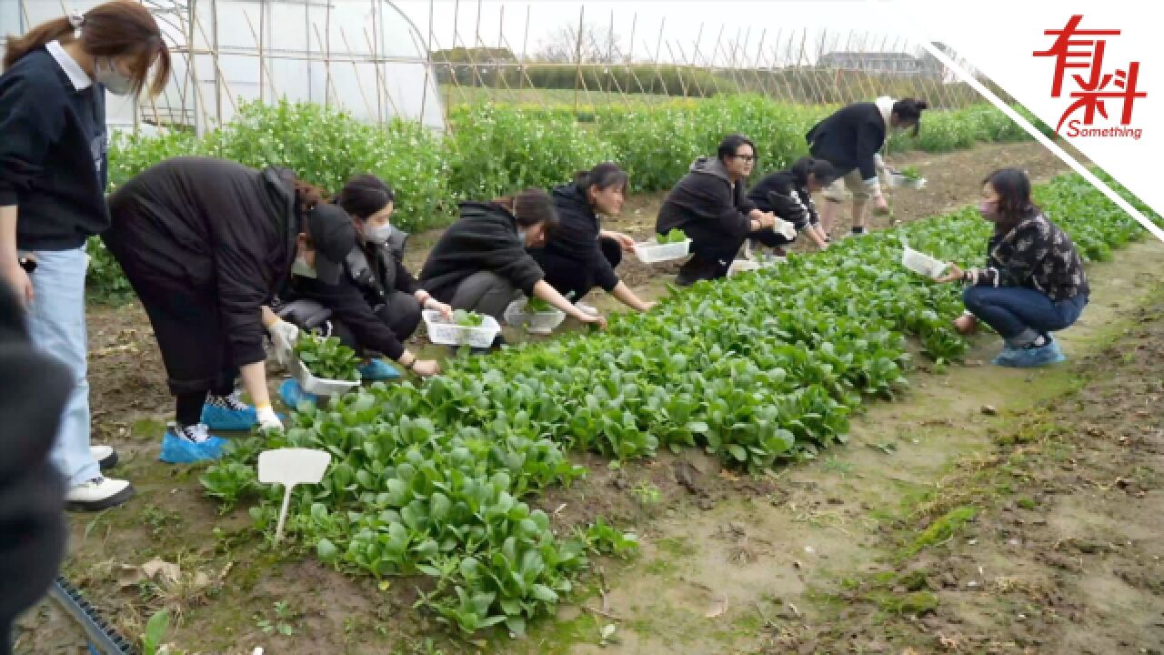 高校开辟近百亩劳动基地上“种菜”课 学生耕地种菜干劲十足:累并快乐着