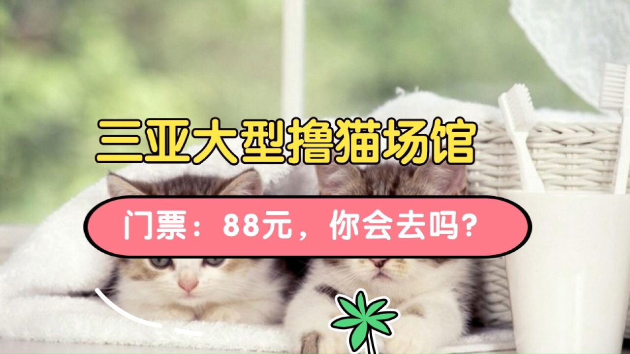 打卡梦想小镇,邂逅大型猫咪主题宠物乐园