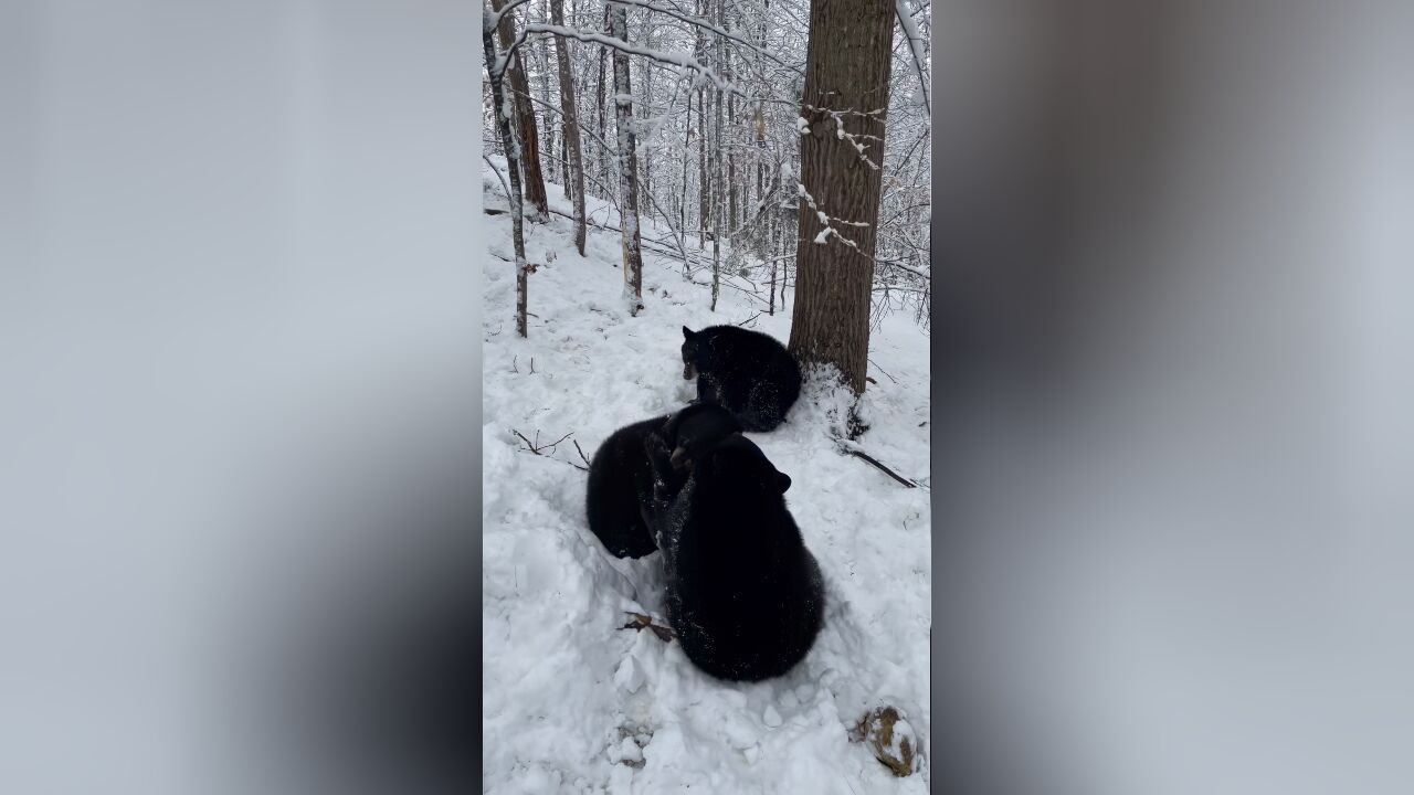 黑熊成群出没,在雪地里玩耍