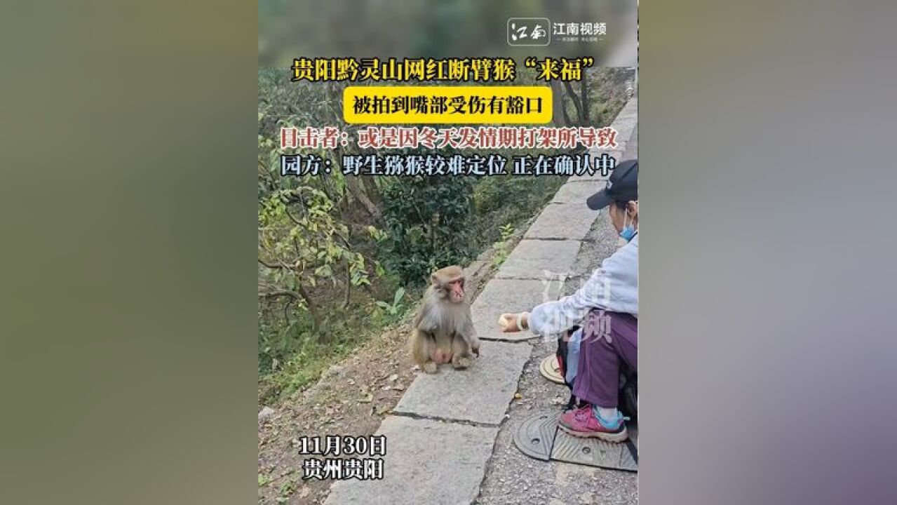 贵阳黔灵山网红断臂猴“来福”,被拍到嘴部受伤有豁口,目击者:或是因冬天发情期打架所导致,园方:野生猕猴较难定位 正在确认中