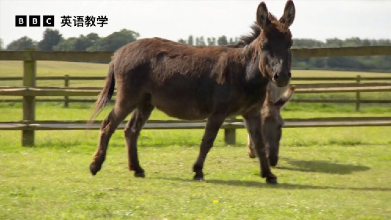 BBC英语大破解:植入 pacemaker(心脏起搏器)后迷你驴重获新生