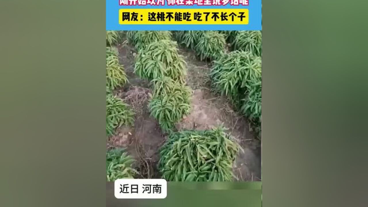 男子晒家门口的桃树,刚开始以为你在菜地里说梦话呢#无奇不有