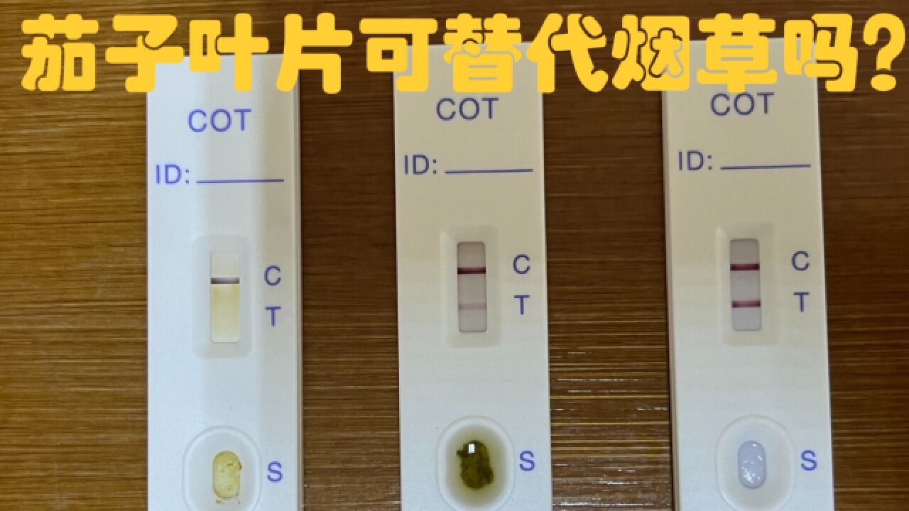 茄子叶片替代烟草叶片可行性初探及茄子叶片是否含有尼古丁?