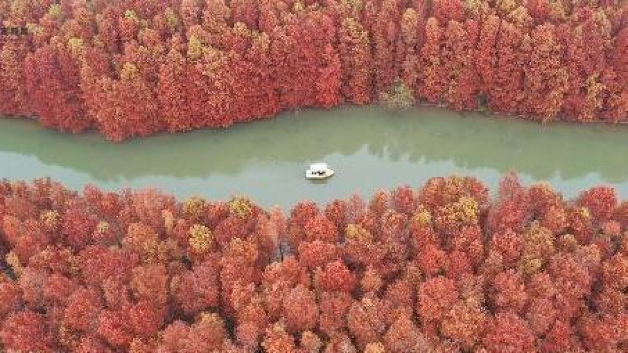 上海海湾国家森林公园进入红叶林“颜值”巅峰期