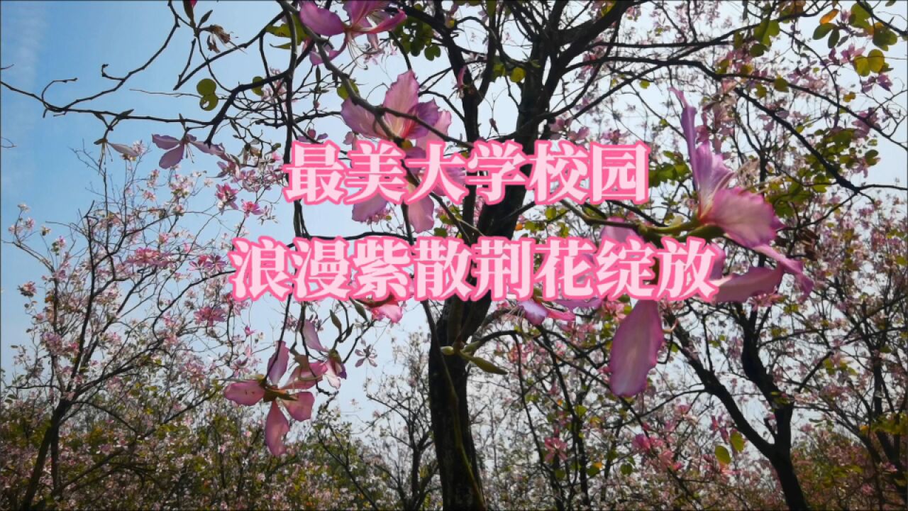 广州“最美”大学校园,大片紫荆花浪漫绽放,如何游玩?攻略来了