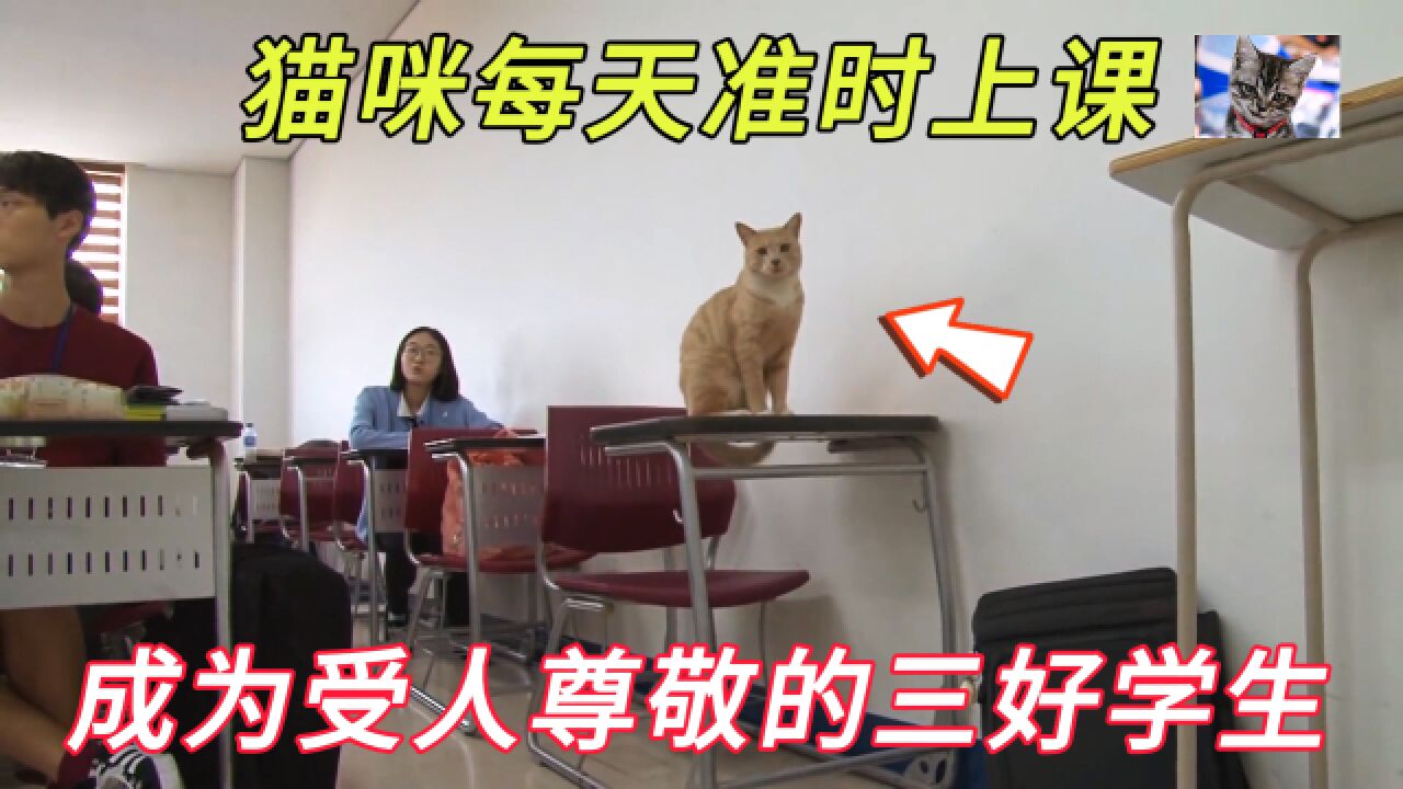 猫咪被主人遗弃后成为大学生,每天准时准点去上课打卡|纪录片