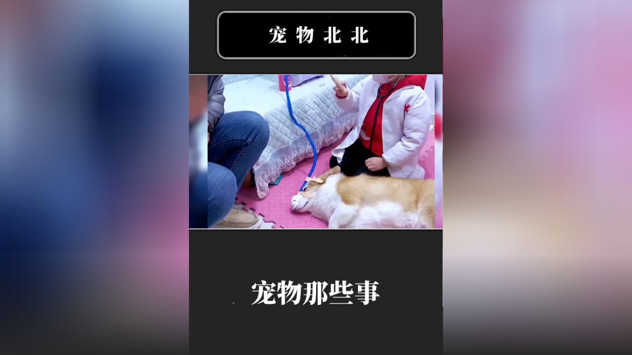 这是全网最会装病的狗狗,它为了小主人的医学梦也是拼了