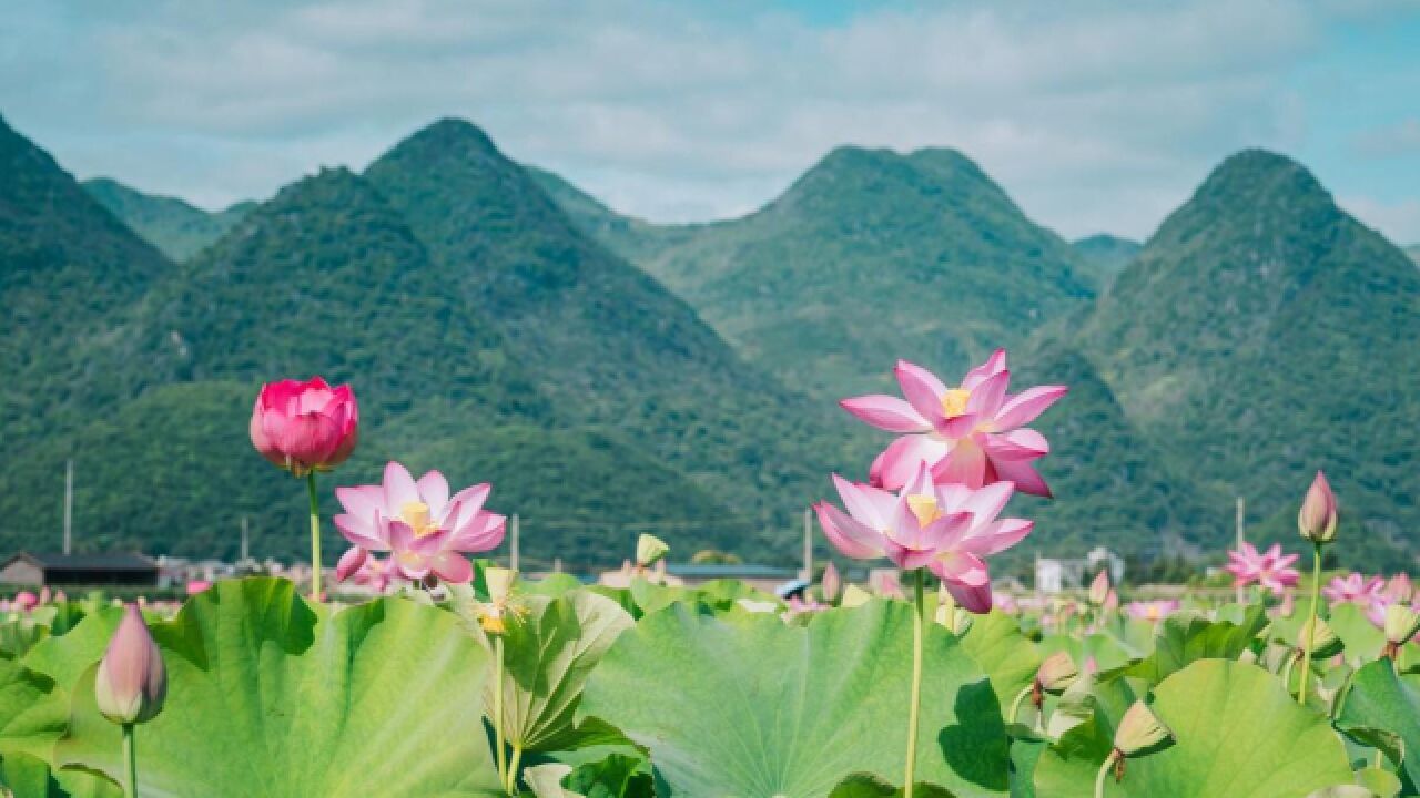 立夏将至,俗话说“立夏见三新,夏天没烦恼”,三新指什么?