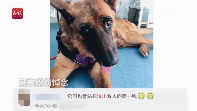 最后的功勋犬在这里!江苏仅存一只参与过汶川救援搜救犬——冰洁