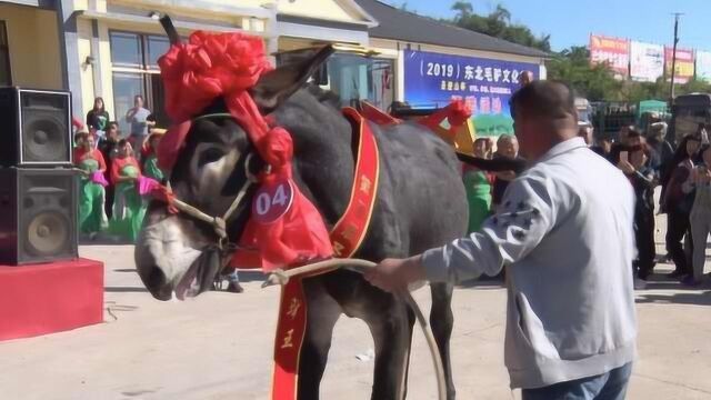 全国最大牲畜市场:1头驴王能卖10万